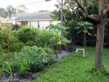 cassava bananna plants