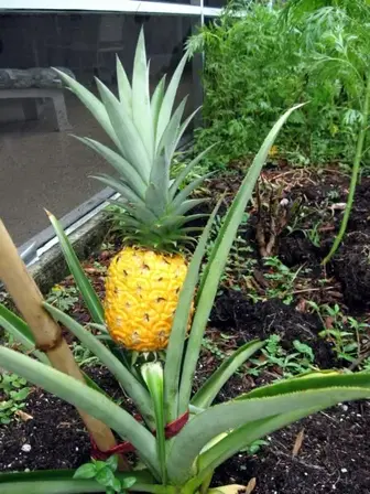Home Grown Pineapple