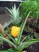 ripe pineapple
