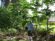 full grown cassava papaya banana