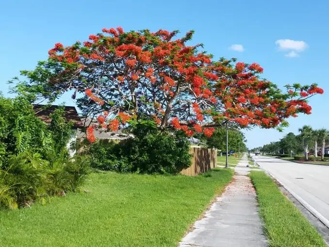 Poinciana