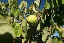 cherimoya tree