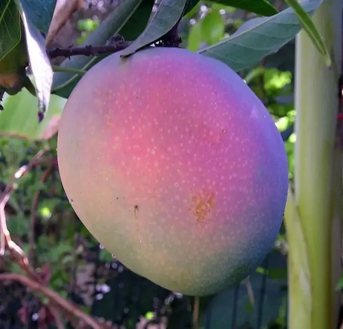 Mango Time