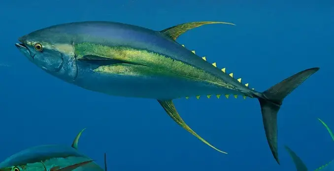Yellowfin at the Farmer's Market