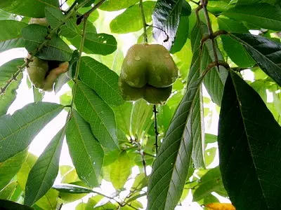 Ackee