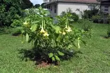 angel trumpet