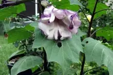 angel trumpet