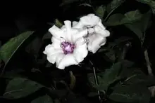 angel trumpet