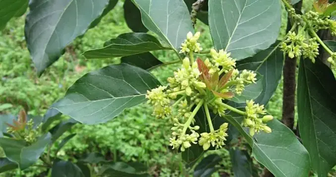 End of Winter - Avocado and Citrus Bloom