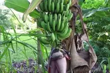 banana bloom fruit