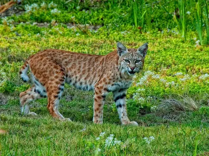 Wildlife in My Backyard