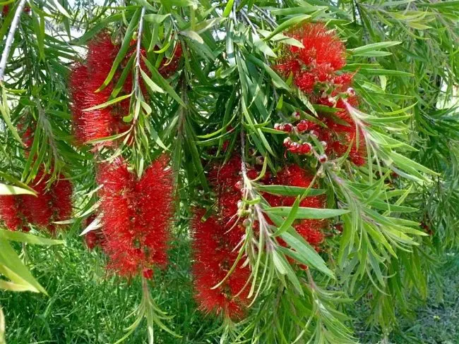 Bottlebrush and Mimosa