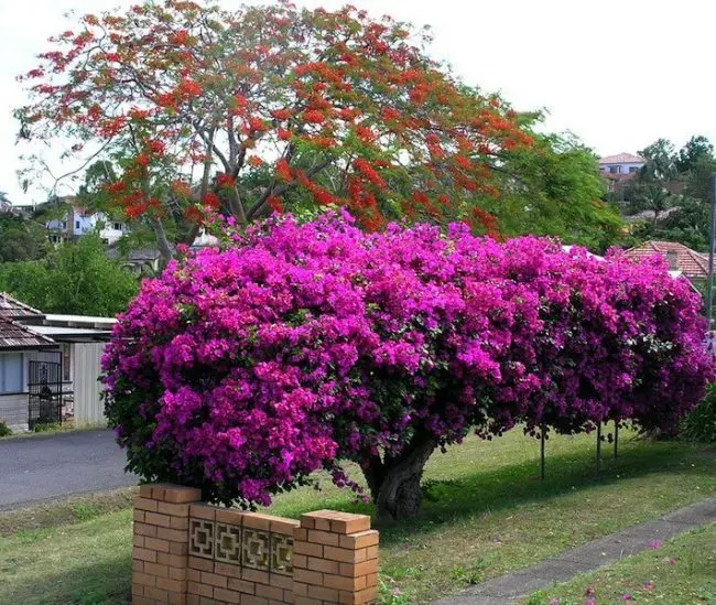 End of Winter - Bouganvillea