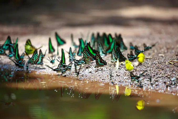 Butterflies