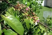 carambola