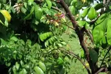 carambola