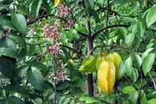 carambola