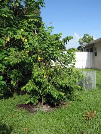 carambola tree