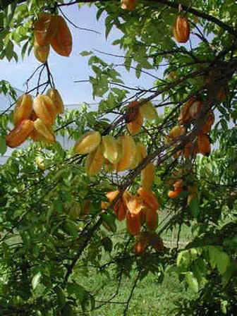 carambola