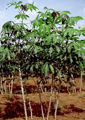 cassava