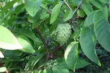 cherimoya