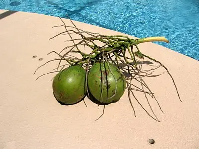 green coconut