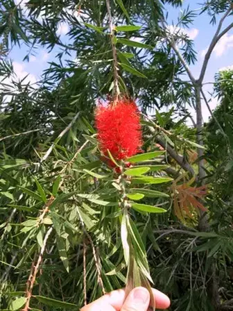 End of Winter - Subtropical Bloom