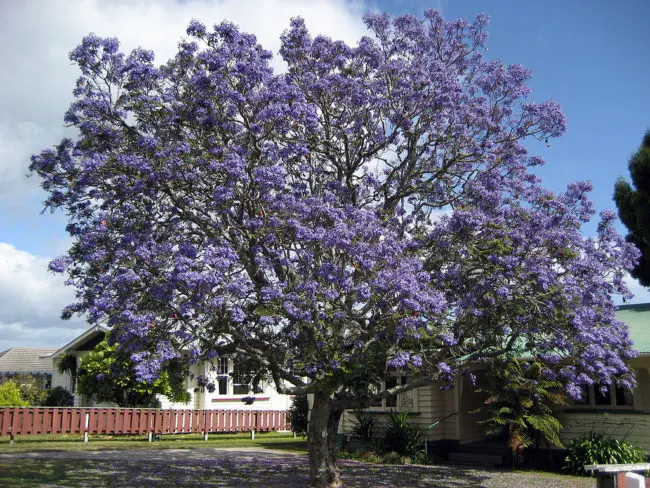 Jacaranda Blooming