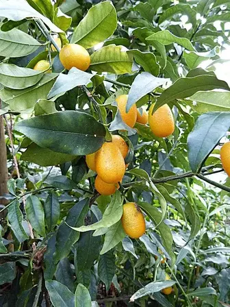 Kumquats