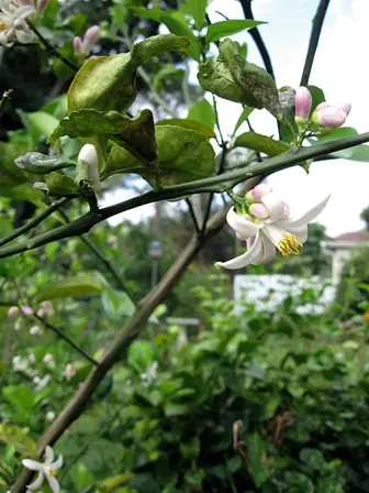 lemon bloom
