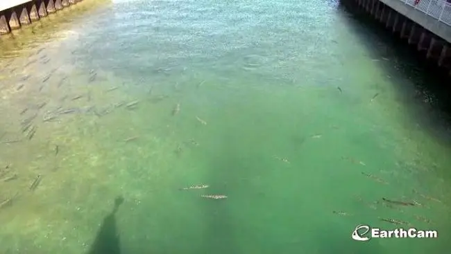 fish on manatee cam