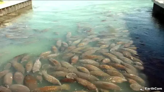 Manatee Time