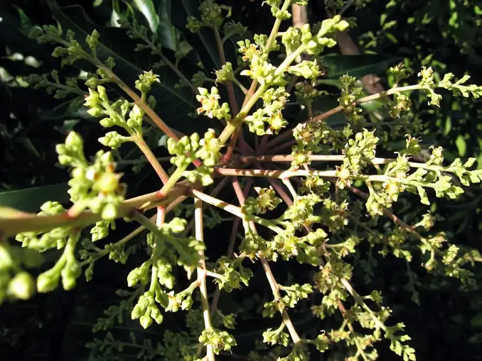 mango bloom