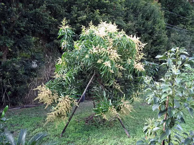 mango tree