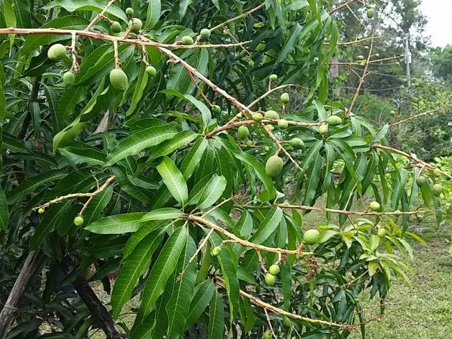 mangos