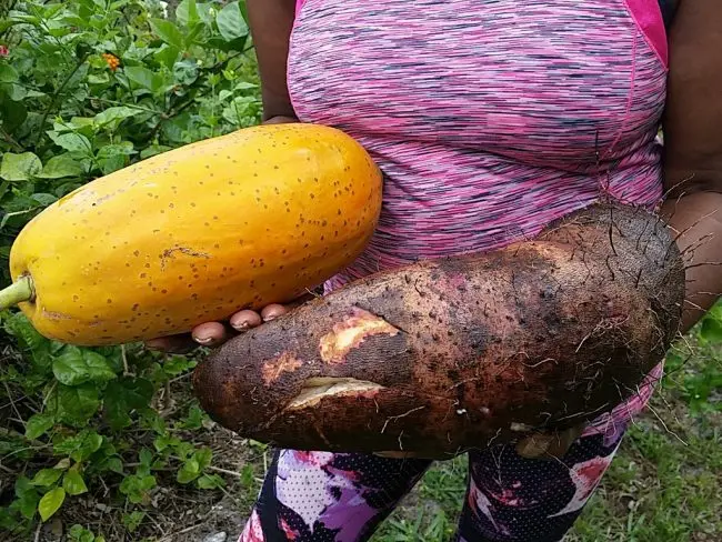 mango and yam