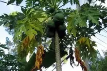 papaya