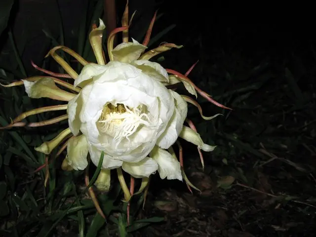 cereus bloom