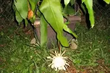 night blooming cereus