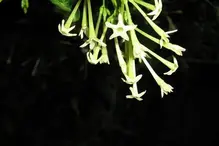 night blooming jasmine
