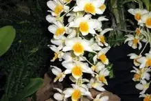 orchid