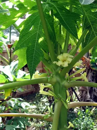papaya bloom