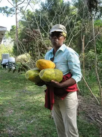 papaya harvest
