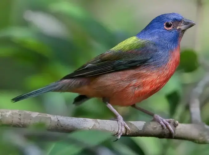 Painted Buntings Are Back