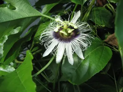 Passion Plant