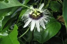 Passion fruit blossom