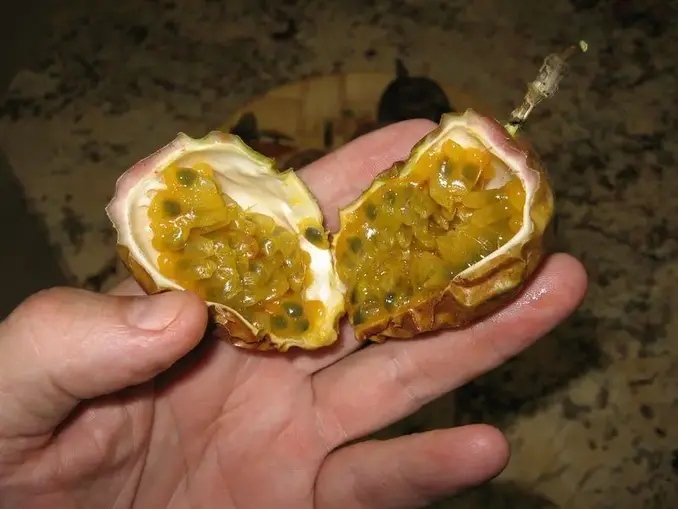 Cut passion fruit