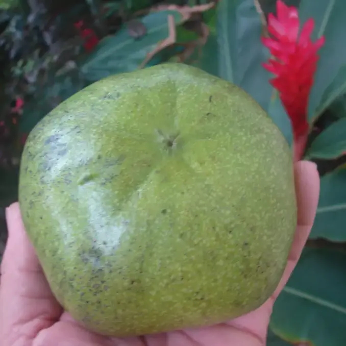 Chocolate Pudding Fruit