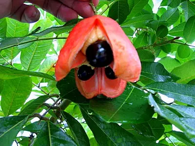 ripe ackee fruit