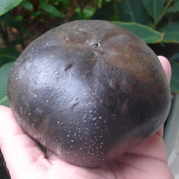 ripe black sapote